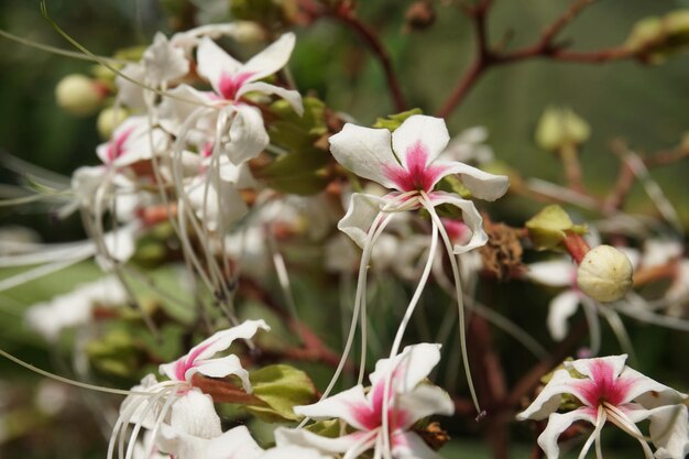 Foto un árbol con flores blancas que dice florecer