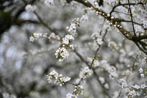 un árbol con flores blancas que dice primavera