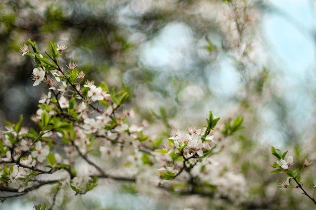 Un árbol con flores blancas.