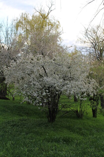 Un árbol con flores blancas.