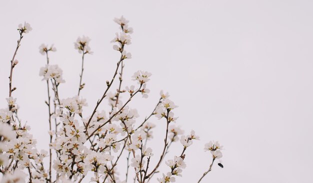 Un árbol con flores en el cielo.