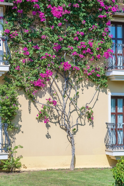 Un árbol de flores decorativas adorna la pared amarilla del edificio en Bodrum, Turquía. Planta trepadora que crece alrededor de una casa y cubre el edificio de la pared