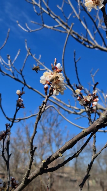 Un árbol con flores en él con un cielo azul en el fondo.