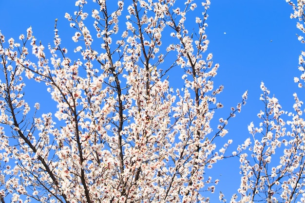 Un árbol con flores en primavera.