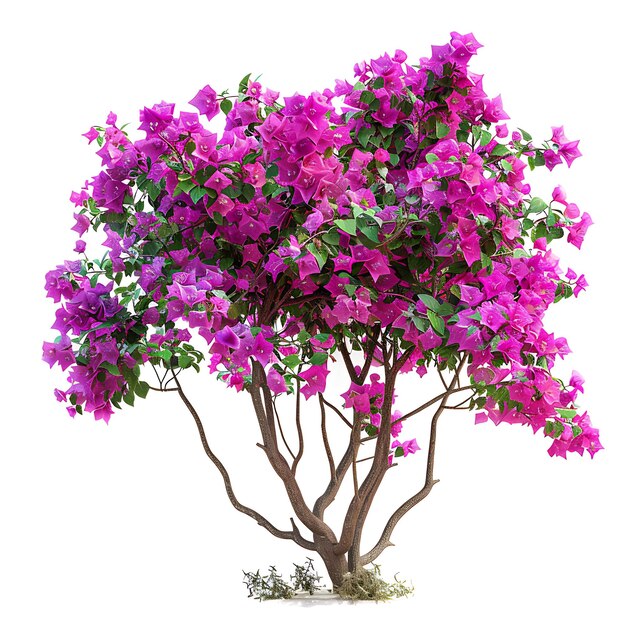 Foto un árbol con flores púrpuras y la palabra 