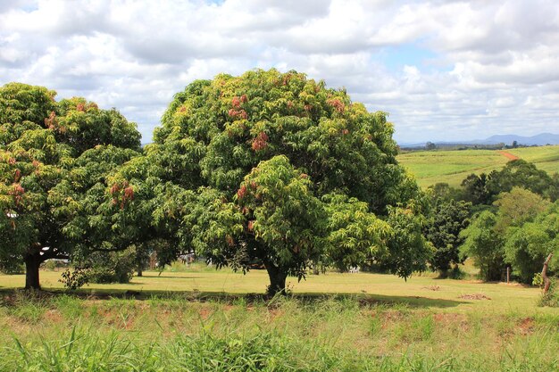 Foto un árbol con flores rojas en él y un árbol verde en el medio