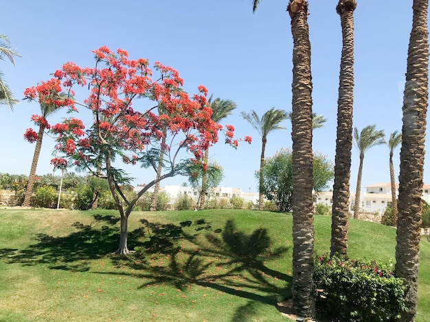 Un árbol con flores rojas frente a un edificio.