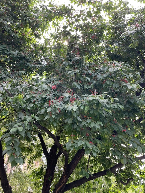 Un árbol con flores rojas y hojas verdes.