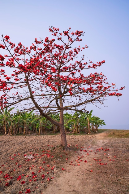 Un árbol con flores rojas en medio de un campo.