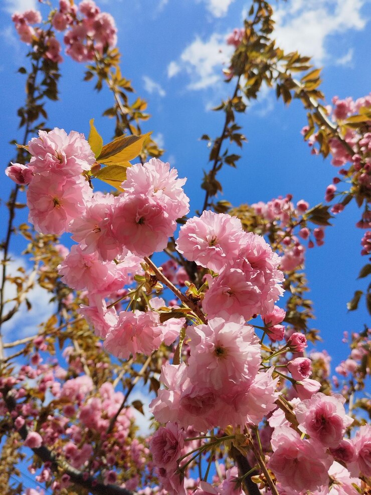 un árbol con flores rosadas y una mariposa en él