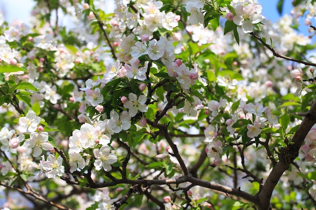 Un árbol con flores rosas y blancas y hojas verdes.