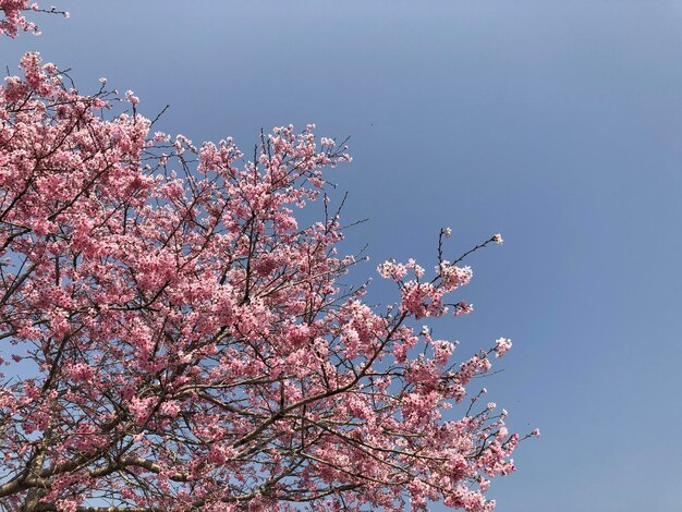 Un árbol con flores rosas en el cielo.