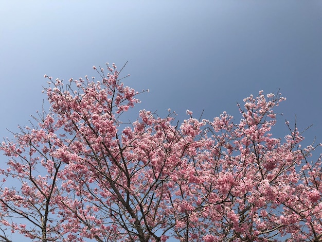 Un árbol con flores rosas en el cielo.