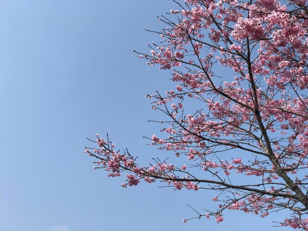 Un árbol con flores rosas en el cielo.