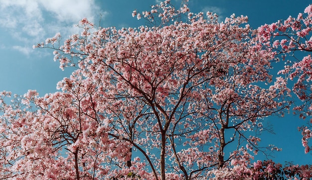 Un árbol con flores rosas en el cielo.