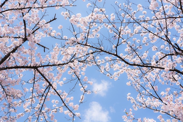 Foto un árbol con flores rosas en el cielo.