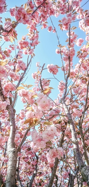 Un árbol con flores rosas en el cielo.