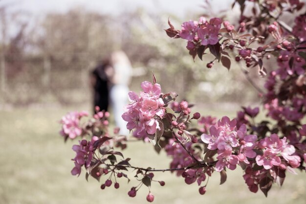 Un árbol con flores rosas en el fondo.