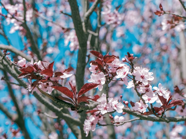 Un árbol con flores rosas y las hojas están en flor.