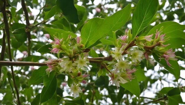 Foto un árbol con flores rosas y hojas verdes con un fondo blanco