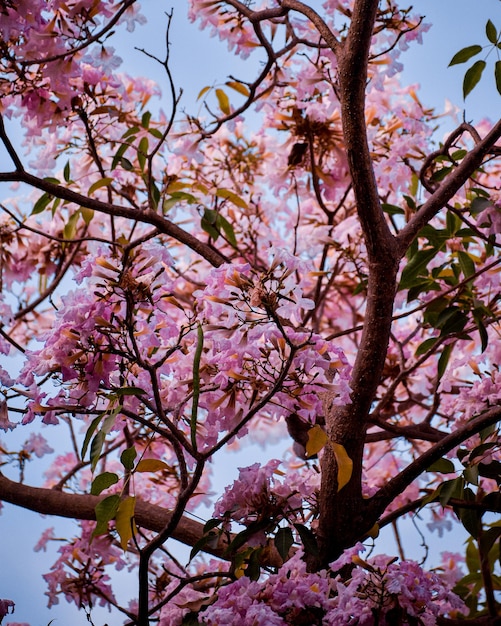 Foto un árbol con flores rosas y hojas verdes.