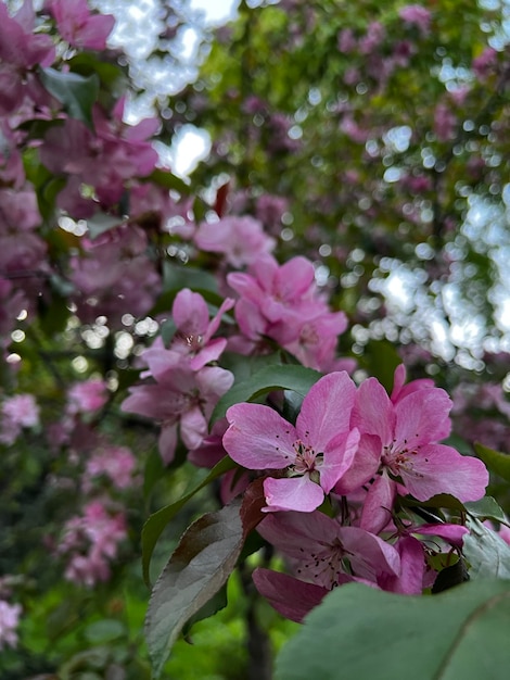 Un árbol con flores rosas y hojas verdes.