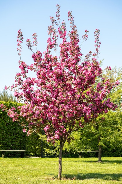 Un árbol con flores rosas en un jardín.