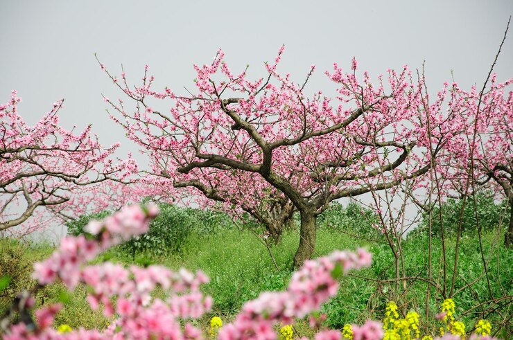 un árbol con flores rosas en el medio