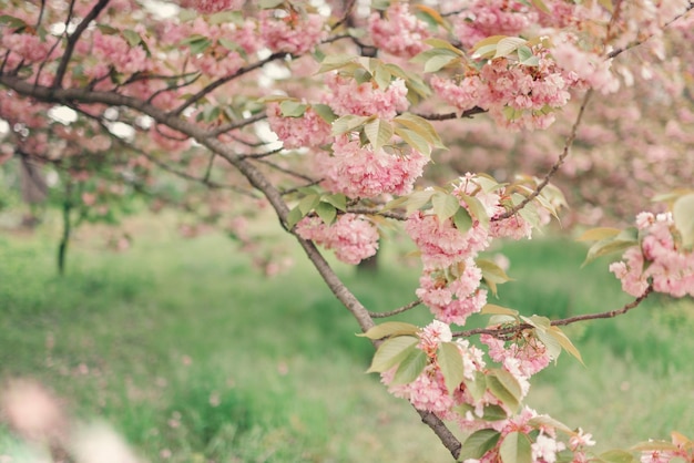 Un árbol con flores rosas en primavera.