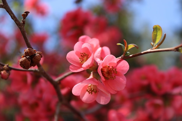 Foto un árbol con flores rosas en primavera.