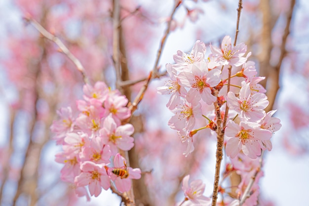 Un árbol con flores rosas que están en flor.