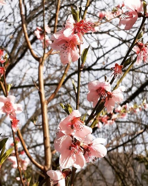 Un árbol con flores rosas que tiene la palabra sakura.