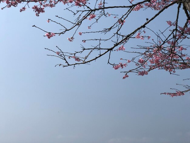 Un árbol con flores rosas