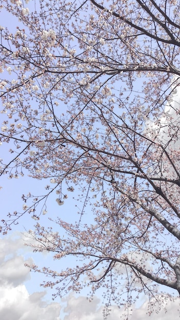 Un árbol con flores rosas.