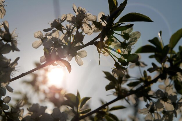 Un árbol con flores y el sol brillando a través de las ramas.