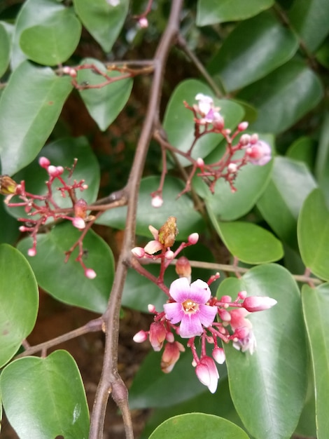 Árbol de flores