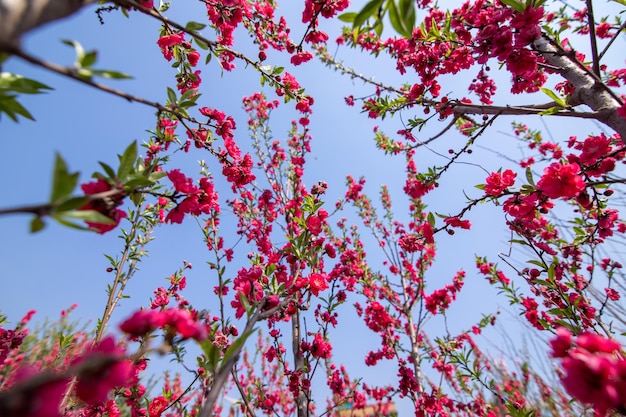 arbol de flores