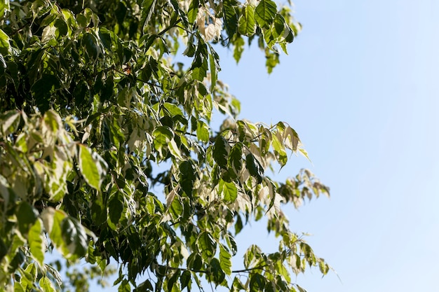 Un árbol con follaje blanco y verde.