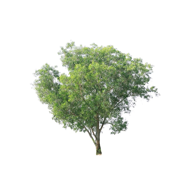 Foto un árbol con un fondo blanco que dice árbol