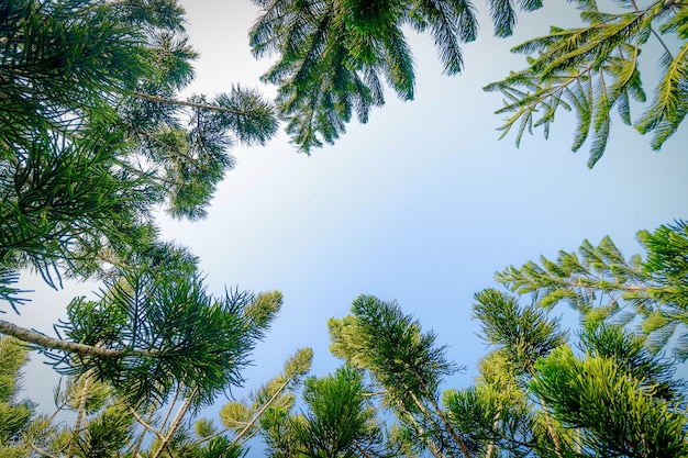 árbol con fondo de cielo