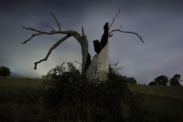 Foto Árbol en el fondo del paisaje natural