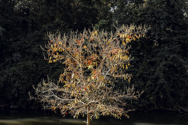 El árbol con fondo de telón de fondo