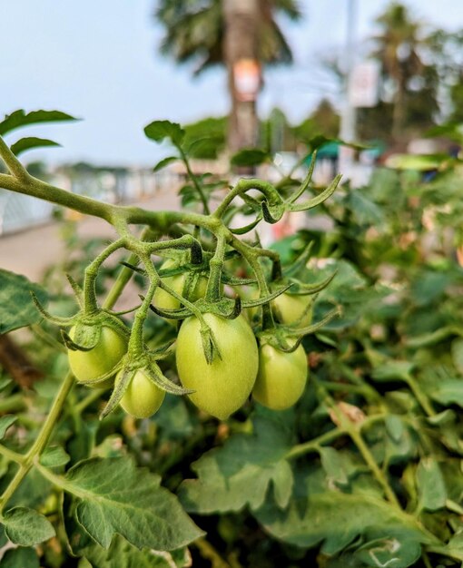 Un árbol en el fondo con tomates crudos frescos