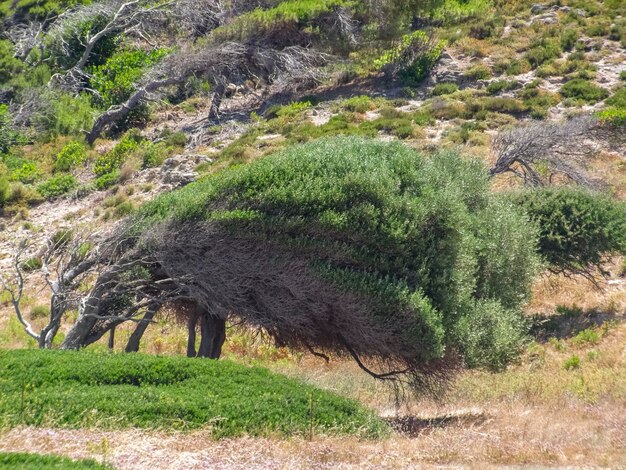 Foto Árbol formado por el viento en skiathos