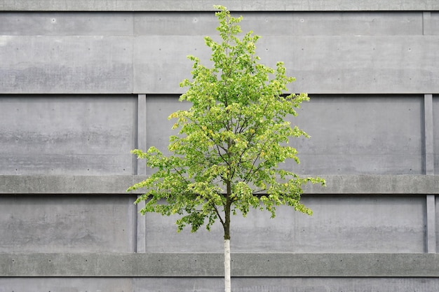 Árbol frente a edificio de hormigón