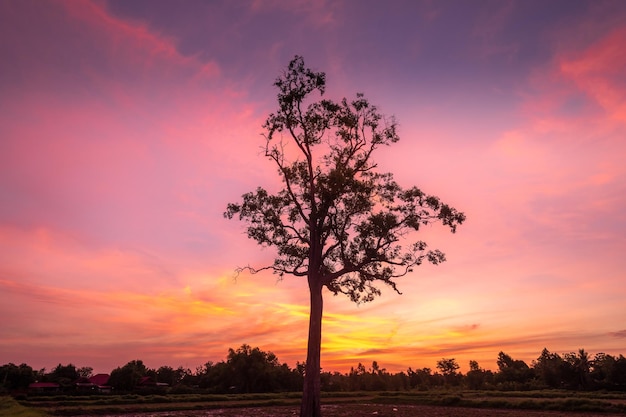 Un árbol frente a una puesta de sol.