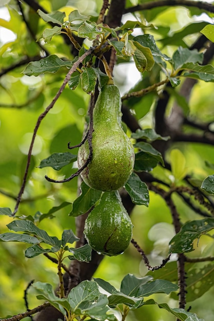 Foto Árbol frutal de aguacate