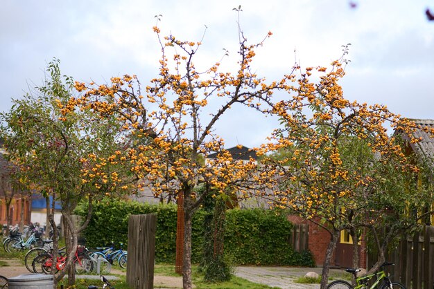 Un árbol frutal alto que crece en un patio trasero.