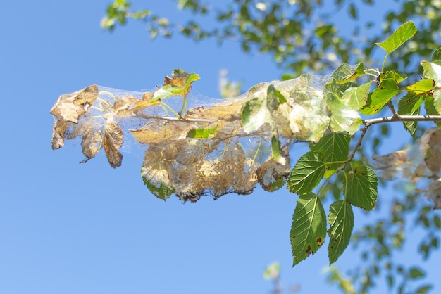 Un árbol frutal atacado por las plagas de insectos oruga en todas partes concepto Fondo de cielo azul