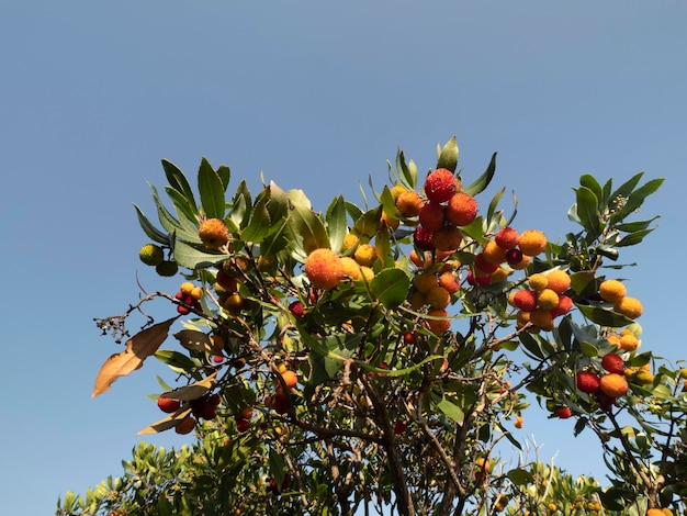 Árbol frutal de fresa en Liguria, Italia